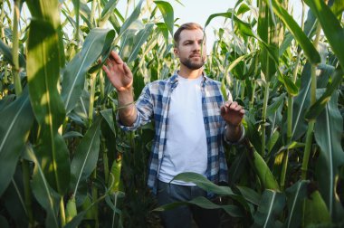 Çiftçi ekili mısır tarlasında yürüyor ve ekinleri inceliyor, yapraklara dokunuyor ve büyümeyi kontrol ediyor.