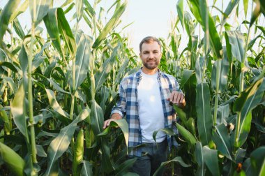 Çiftçi mısır ekinlerini inceliyor, yapraklara nazikçe dokunuyor ve yaz güneşinin altında canlı, bereketli bir tarlada güçlü bir büyüme sağlıyor.