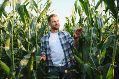Çiftçi, mısır bitkilerinin büyümesini büyük ekili bir alanda analiz ederek sağlıklı ve verimli bir hasat sağlıyor.