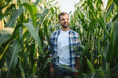 Güneşli bir mısır tarlasında ekinleri inceleyen çiftçi sağlıklı mısır bitkilerinin büyümesini değerlendirirken canlı bir yaz gününün tadını çıkarıyor.