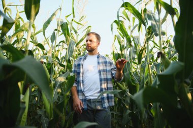 Güneş batarken canlı bir tarım alanında parazit ve hastalık belirtileri bulmak için mısır yapraklarını inceleyen çiftçi.