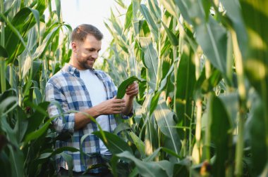 Mutlu çiftçi büyük bir tarladaki mısır bitkilerini inceleyerek sağlıklı ve bol miktarda hasat sağlıyor.