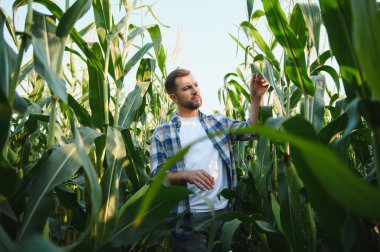 Tarımsal alanda büyüme ve sağlık için mısır bitkisi yapraklarını analiz eden çiftçi, kalite ve sürdürülebilir tarım uygulamalarını güvence altına alıyor