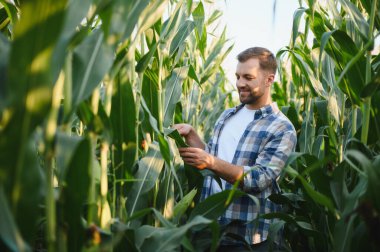 Mutlu çiftçi verimli bir hasat sağlamak için tarımsal alanda sağlıklı mısır bitkilerini teftiş ediyor.
