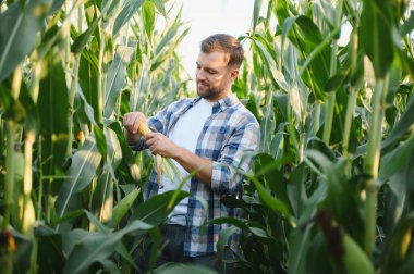 Çiftçi verimli bir tarlada mısır koçanını dikkatlice inceleyerek altın saat boyunca kaliteyi ve büyümeyi sağlıyordu.