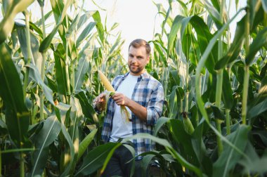 Olgun bir mısır koçanı tutan ve teftiş eden çiftçi, verimli bir mısır tarlasında, gün batımında ekilmiş, tarımsal ithaf sergiliyor.