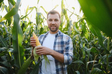 Canlı hasat mevsiminde yemyeşil mısır tarlalarıyla çevriliyken olgun mısır koçanı sergileyen mutlu çiftçi.