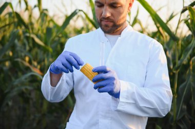 Eldiven ve laboratuvar önlüğü giyen tarım bilimcileri ekili alanda mısır koçanı inceliyor, genetiği değiştirilmiş ürünler üzerinde araştırma yapıyor.