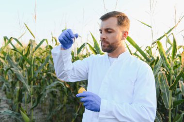 Laboratuvar önlüğü ve eldiven giyen bilim adamları, tarımsal bir alanda mısır koçanı ile birlikte test tüpünü inceliyor, hayati araştırma ve analiz yapıyor.