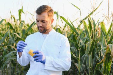 Laboratuvar önlüğü ve eldiven giyen tarımcı laboratuvar analizi için mısır koçanından numune alıyor.