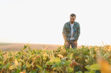 Çiftçi gün batımında canlı bir soya çiftliğini teftiş ediyor, sağlıklı büyümeyi izliyor ve mevsim için bol miktarda hasat sağlıyor.