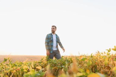 Gün batımında yemyeşil soya tarlasında yürüyen çiftçi, altın saat ışığının sıcacık parıltısında güneşlenirken ekinleri teftiş ediyor.