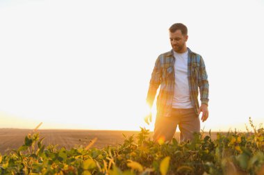 Soya tarlasında gün batımında yürüyen çiftçi, bitkileri kontrol ediyor ve altın saatin tadını çıkarıyor.