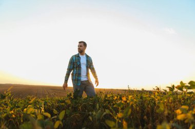 Genç çiftçi canlı bir günbatımında yemyeşil bir soya tarlasında yürüyor, huzurlu kırsal manzaranın tadını çıkarıyor ve sağlıklı ürünleri inceliyor.