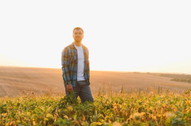 Gün batımında yemyeşil bir soya tarlasında yürüyen çiftçi, altın saat ışığının sıcacık parıltısıyla ıslanıyor ve huzurlu akşamın tadını çıkarıyor.