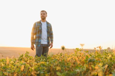 Gün batımında yemyeşil soya tarlasında yürüyen çiftçi, altın saat ışığının sıcacık parıltısında güneşlenirken ekinleri inceliyor.