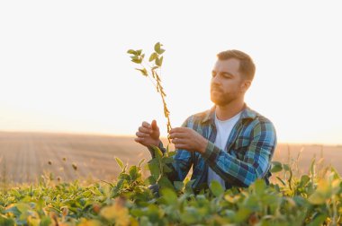 Çiftçinin tarladaki soya bitkisini analiz etmesi batan güneşin sıcacık parıltısıyla yıkanması.