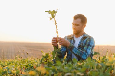 Gün batımında tarlada soya bitkilerini inceleyen çiftçi sağlıklı bir büyüme ve sürdürülebilir tarım için verimli bir hasat sağlar.