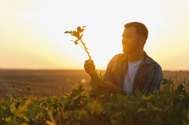 Genç çiftçi gün batımında soya bitkisini inceliyor, tarımsal uzmanlık ve sürdürülebilir tarım uygulamalarını sergiliyor.