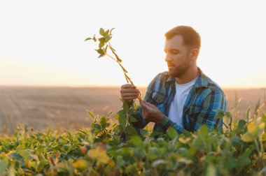 Genç çiftçi gün batımında ekili bir tarlada soya bitkisini analiz ederek ekinlerine ve sürdürülebilir tarımına özen gösteriyor.