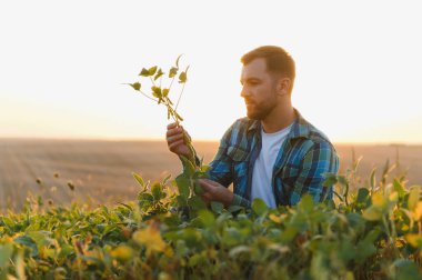 Gün batımında soya dalını tutan çiftçi, tarım alanındaki bitkilerin büyüme ve durumunu inceliyor.