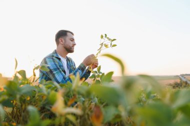 Genç çiftçi ekili bir tarlada soya bitkisini teftiş ediyor, canlı bir günbatımında mahsulün büyümesini ve sağlığını değerlendiriyor.
