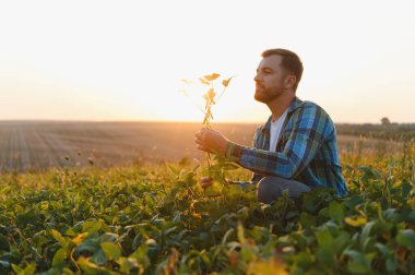 Gün batımında sağlıklı bir soya bitkisini elinde tutan çiftçi gelişmekte olan tarlalarda büyümeyi ve canlılığı yakından inceliyor.
