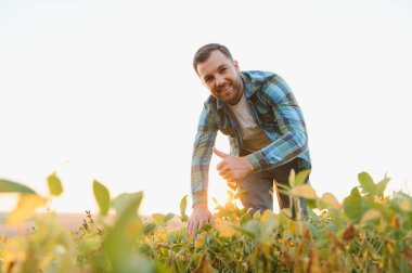 Mutlu çiftçi gün batımında sağlıklı soya bitkilerini teftiş ediyor, baş parmaklarıyla tatmin oluyor, kırsal tarımın güzelliğinin tadını çıkarıyor.