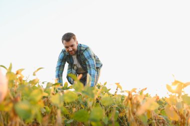 Agronomist tarlada soya bitkilerini denetliyor, sağlıklı bir büyüme sağlıyor ve canlı bir günbatımı sırasında hasat potansiyelini değerlendiriyor.