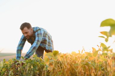 Günbatımında gelişen bir soya çiftliğini denetleyen çiftçi sağlıklı bitkiler ve sürdürülebilir tarım için verimli bir hasat sağlıyor.
