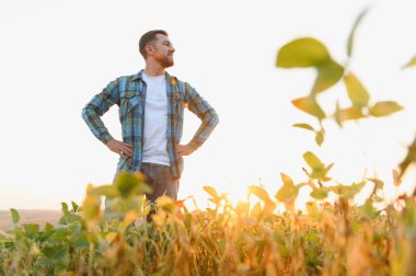 Gün batımında soya tarlasında gururla duran kendinden emin çiftçi, tarım başarısının ve sürdürülebilir tarım uygulamalarının bir sembolü olan sağlıklı mahsulüne hayran.