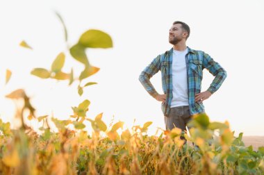 Günbatımında gelişen bir soya tarlasının ortasında, sürdürülebilir tarımı ve başarılı hasatı simgeleyen gururlu bir çiftçi gururla duruyor.