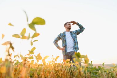 Agronomist güneş batarken soya fasulyesi tarlasını inceliyor, gözleri eliyle koruyor, büyümeyi ve potansiyel verimi hesaplıyor.