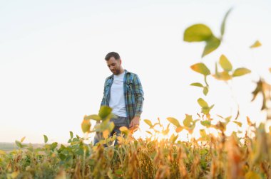 Gün batımında canlı bir soya tarlasında yürüyen çiftçi, altın saat ışığının sıcacık parıltısında güneşlenirken bitkileri inceliyor.