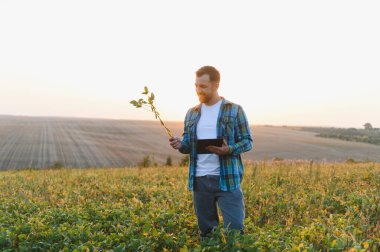 Günbatımında sürdürülebilir tarım uygulamaları için modern teknolojiyi kullanarak ekili alandaki soya bitkilerini analiz eden tarımcı.