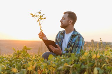 Soya bitkisini analiz eden ve günbatımında tarlada dijital tablet kullanan çiftçi, modern tarım teknolojileri uyguluyor.