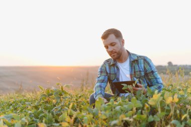 Soya bitkilerini gün batımında tabletle analiz eden çiftçi, hasat ve sürdürülebilir tarım için hassas tarım uyguluyor.