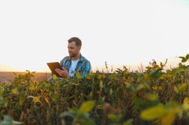 Günbatımında soya tarlasında dijital tablet kullanan çiftçi, tarımda modern teknoloji uyguluyor.