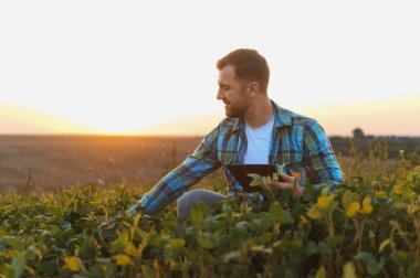 Genç tarımcı ürünleri tabletle analiz ediyor, verimliliği ve sürdürülebilir tarım uygulamalarını geliştirmek için tarımda modern teknolojiyi uyguluyor.