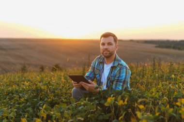 Soya tarlasında gün batımında çömelmiş çiftçi, dijital tableti hassas tarım ve ürün yönetimi için kullanıyor.