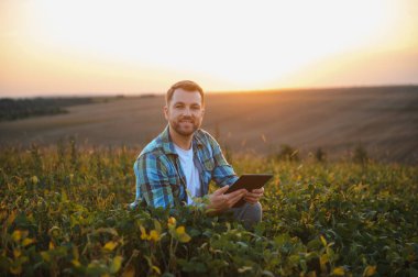 Günbatımında dijital tabletle soya tarlasında mahsulleri kontrol eden modern tarım teknolojisini kullanan çiftçi.