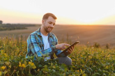 Agronomist, günbatımında ekilmiş soya tarlalarındaki modern teknolojiyi kullanarak hasat sürecini analiz ediyor.