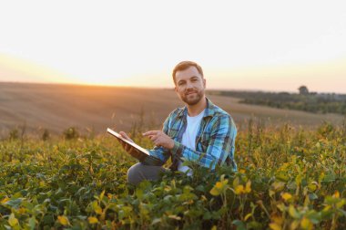 Çiftçinin tarlada yetiştirilmiş soya fasulyesi tarlasında dijital tabletle hasat sürecini analiz etmesi günbatımının sıcak parıltısının tadını çıkarması.