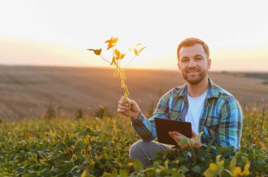 Soya dalı tutan ve günbatımında ekili tarlada dijital tablet kullanan çiftçi, tarım alanında modern teknoloji uyguluyor.