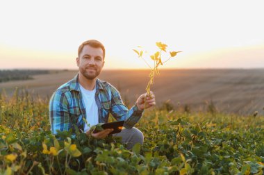 Agronomist, modern teknolojiyi kullanarak ekili alandaki soya bitkilerini analiz ediyor, sağlıklı büyüme sağlıyor ve altın saat boyunca verimi artırıyor.