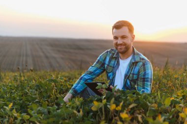 Tarlada modern teknolojiyi kullanarak soya mahsullerini analiz eden tarımcı, altın saatinde sürdürülebilir tarım uygulamaları sergiliyor