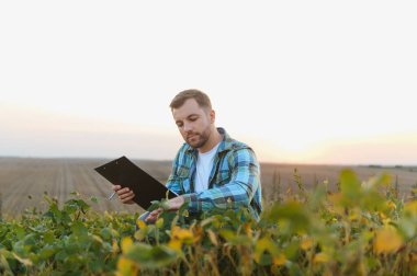 Agronomist soya bitkilerini teftiş ederken bir tarlada notlar alıyor, gün batımında kırsalın dingin güzelliğini yakalıyor.