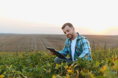 Agronomist günbatımında soya tarlasında ekinleri incelerken panoya notlar alıyor, tarım uzmanlığını sergiliyor
