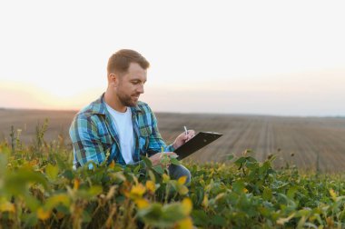 Günbatımında ekili soya tarlasında ekinleri incelerken, panoya tarım alanında uzmanlık gösteren tarım uzmanları