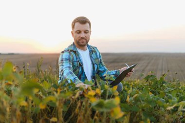 Agronomist soya bitkilerini teftiş ediyor ve ekili bir alanda bir panoya not alıyor, altın saat içindeki büyüme ve sağlığı değerlendiriyor.